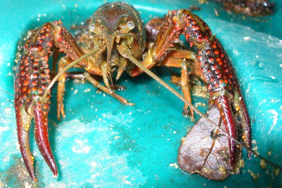 ecrevisse_de_louisiane.jpg
